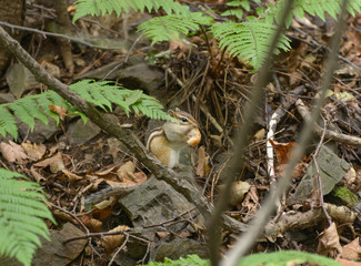Chipmunk in the woods. Selective focus with shallow depth of field.