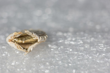 Open fried pumpkin seed is macro
