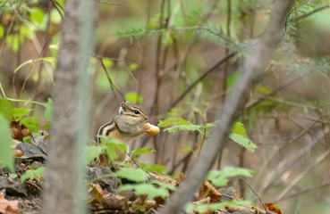 Chipmunk in the woods. Selective focus with shallow depth of field.