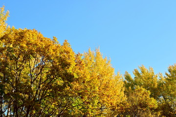 Golden foliage of autumn trees. Yellow crown of seasonal forest. Sunlight lit up the trees. Blue...