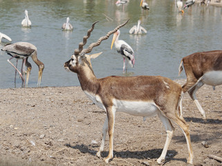 The Blackbuck deer standing in front of the lake.