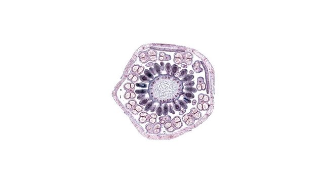 monocot stem - cross section cut under the microscope &ndash; microscopic view of plant cells for botanic education