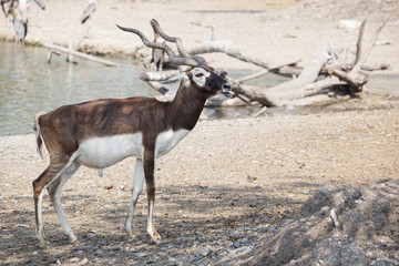 The Blackbuck deer standing in front of the lake.