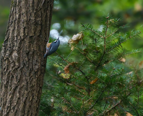 Nuthatch on the tree in the forest. Selective focus with shallow depth of field.