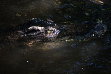 Fototapeta premium The big crocodile in the north of Thailand.
