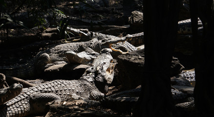 The big crocodile in the north of Thailand.