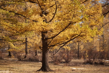 Beautiful yellow confier tree in a forest in during midday sun in autumn fall at Terelji National Park, Mongolia