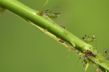aphids on a branch, orchard, garden insects, rose