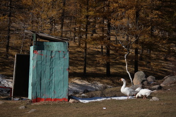  Lavatory bathroom restroom outside toilet of a farm with animals gooses in autumn fall at Terelji National Park, Mongolia