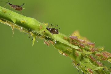 aphids on a branch, orchard, garden insects, rose