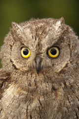 Otus scops, Eurasian Scops Owl, small owl, perched on a branch