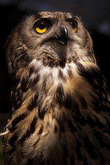 Eurasian owl (Bubo bubo) eagle owl, portrait of head and eyes