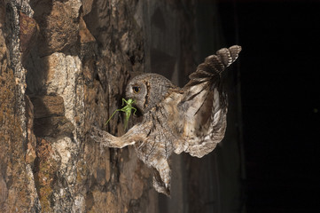 Eurasian Scops Owl, small owl, flying and hunting, with an insect grasshopper in the beak, night scene