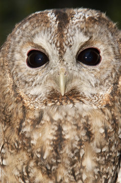 A Tawny owl perched on a branch (Strix aluco)