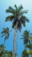 Fototapeta na wymiar palm trees on a sunny blue sky