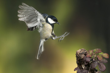 Great tit (Parus major). Garden bird, Flying with green background of plants and trees, in flight