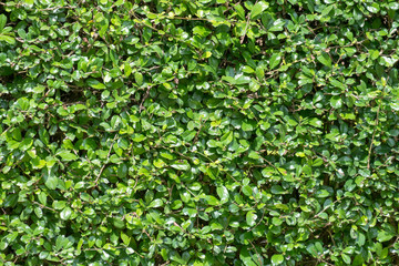 Obraz premium Green leaf nature background.