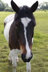 Obraz premium portrait of a horse