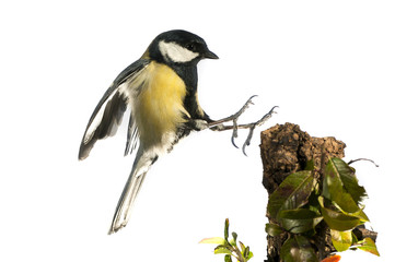 Great tit (Parus major). Garden bird, Flying, wing movement when landing, white background, in flight