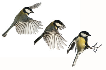 Great tit (Parus major). Garden bird, Flying, wing movement when landing, strobe, white background, in flight
