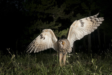 Long-eared owl (Asio otus), Hunting at night, in flight, flying