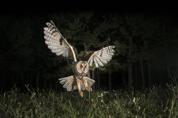 Long-eared owl (Asio otus), Hunting at night, in flight, flying