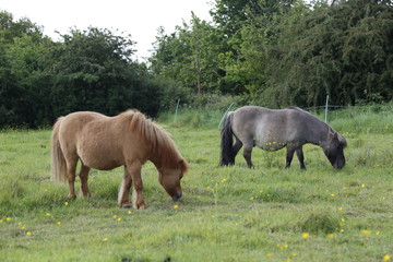 horses grazing in the meadow