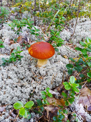 Large edible white mushroom grows among light moss and cowberry leaves, autumn landscape,