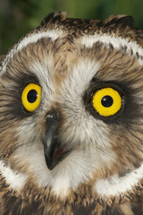 Short eared owl, Asio flammeus, country owl, portrait of eyes and face
