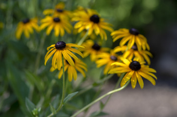 Rudbeckia hirta yellow flower with black brown centre in bloom, black eyed susan in the garden