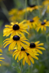 Rudbeckia hirta yellow flower with black brown centre in bloom, black eyed susan in the garden