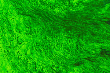 Beautiful texture of algae on water - sea background, ecology concept