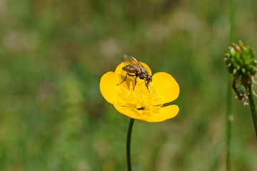   Insect perched on a yellow flower on a green meadow . Spring, day, sun, grass, flower .