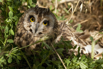 Short eared owl, Asio flammeus, country owl, portrait of eyes and face