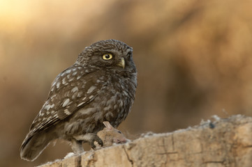 The little owl, nocturnal birds of prey, Athene noctua, perched on a branch with a mouse recently hunted