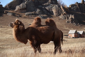 Camel on grass with houses and mountain range in background, Terelji National Park, Mongolia