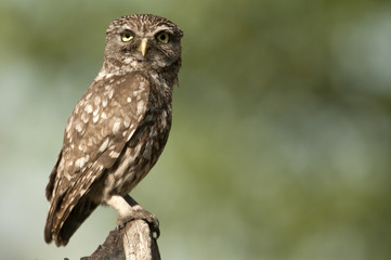 The little owl, nocturnal raptors, Athene noctua, perched on a log where the mouse hunts and small insects