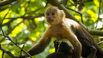 Fototapeta premium monkey mother breastfeeding her baby in the trees