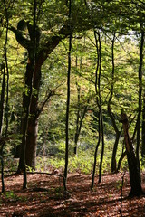 Fototapeta premium into the woods