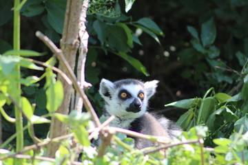 wilde Tiere