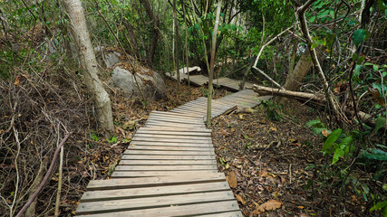 wooden path in a tropical forest