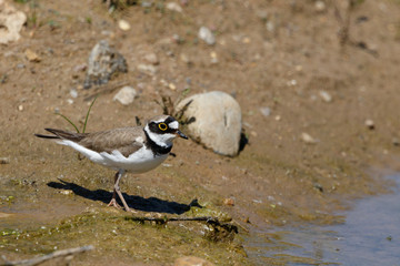 Fototapeta premium Little Ringed Plover (Charadrius dubius).