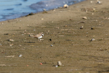 Little Ringed Plover (Charadrius dubius).