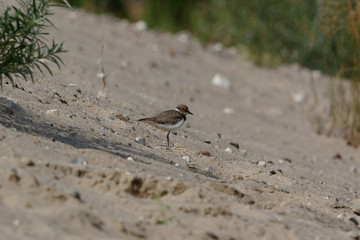 Little Ringed Plover (Charadrius dubius).