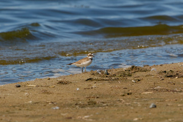 Little Ringed Plover (Charadrius dubius).