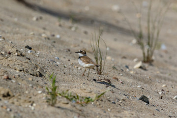 Little Ringed Plover (Charadrius dubius).