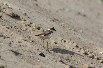 Little Ringed Plover (Charadrius dubius).