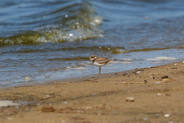 Little Ringed Plover (Charadrius dubius).