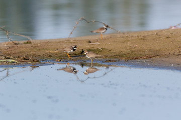Little Ringed Plover (Charadrius dubius).