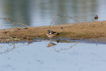 Little Ringed Plover (Charadrius dubius).